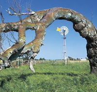 Greenough Leaning Trees - Tourism TAS