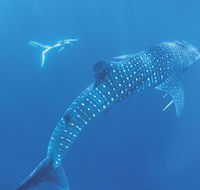 Ningaloo Marine Park - Tourism TAS