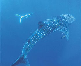 Ningaloo Marine Park - Hobart Tourism 0