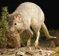 Kanyana Wildlife - Hobart Tourism