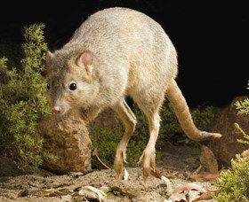 Kanyana Wildlife - Hobart Tourism 0