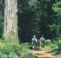 Gloucester Tree - Tourism TAS