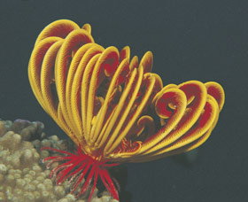 Muiron Islands - Tourism TAS 0