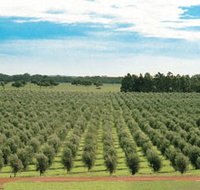 Fini Olives - Tourism TAS