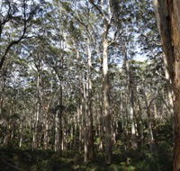 Boranup Karri Forest - Tourism TAS