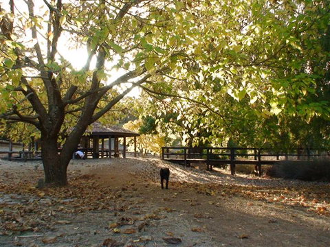 Golden Valley Tree Park - Tourism TAS 1