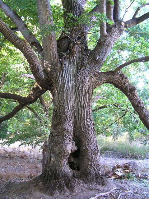 Golden Valley Tree Park - Tourism TAS 2