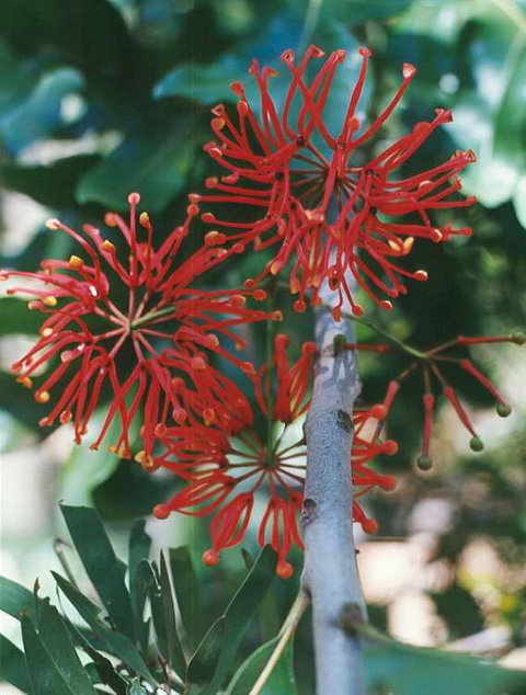 Golden Valley Tree Park - Tourism TAS 4