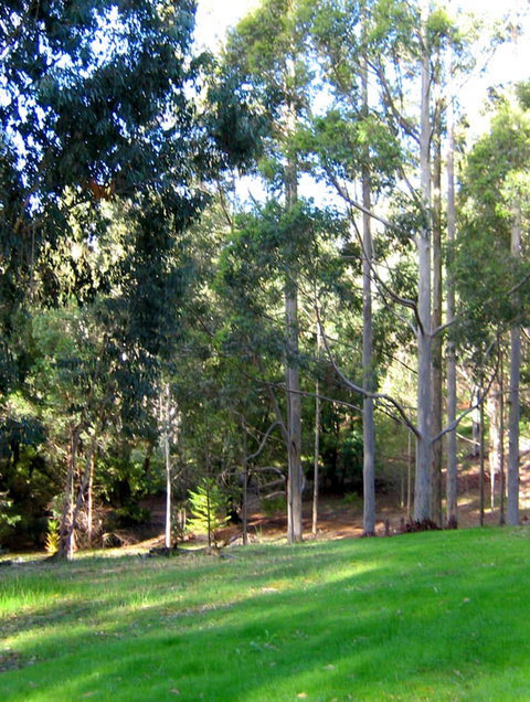Golden Valley Tree Park - Tourism TAS 6
