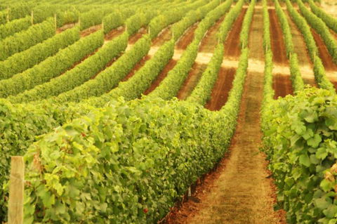 Happs Wines - Tourism TAS 0