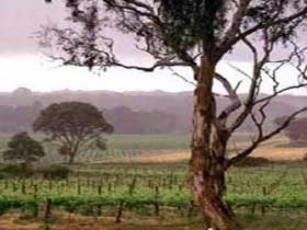 Yangarra Estate Vineyard - Tourism TAS 0