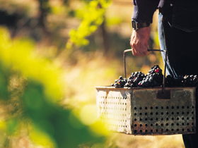 Burge Family Winemakers - Hobart Tourism 0