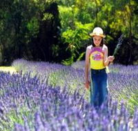 Brayfield Park Lavender Farm - Tourism TAS