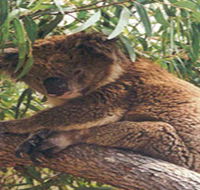 Mikkira Station - Hobart Tourism