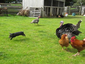 Echo Farm - Hobart Tourism 0