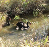 Tamar Island Wetlands Reserve and Interpretation Centre - Hobart Tourism