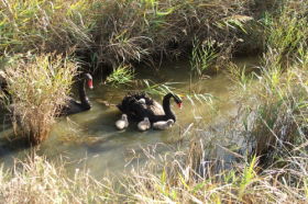 Tamar Island Wetlands Reserve And Interpretation Centre - Hobart Tourism 0