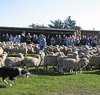 Curringa Farm - Accommodation and Farm Tours - Tourism TAS