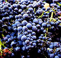 Laurel Bank Vineyard - Tourism TAS