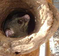 Mulga Sanctuary and Wildlife Park - Tourism TAS