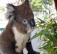Glen-Forest Tourist Park - Hobart Tourism