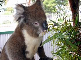 Glen-Forest Tourist Park - Hobart Tourism 0