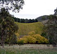 Mt Bera Vineyards - Tourism TAS
