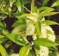 Tumbeela Native Bushfoods - Tourism TAS