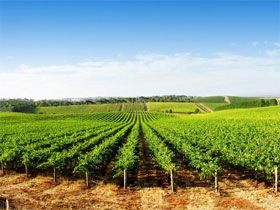 Aldinga Bay Winery - Hobart Tourism 0