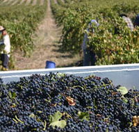 Rolf Binder Wines - Hobart Tourism