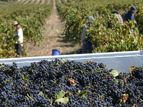 Rolf Binder Wines - Hobart Tourism 0
