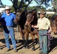 Coffin Bay Brumby Preservation Society Incorporated - Tourism TAS