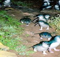 Penneshaw Penguin Centre - Tourism TAS