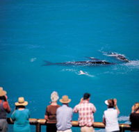 Whale Watching At Head Of Bight - Tourism TAS