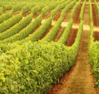 Schild Estate Wines - Hobart Tourism