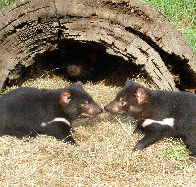 Wing's Wildlife Park - Tourism TAS