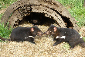 Wing's Wildlife Park - Tourism TAS 0