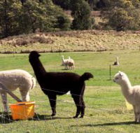 Maydena Country Cabins Accommodation  Alpaca Stud - Tourism TAS