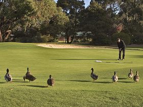 Royal Hobart Golf Club - Tourism TAS 0
