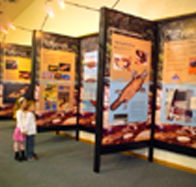 Platypus Experience - Tourism TAS