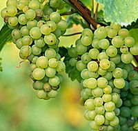 TP Vineyards - Tourism TAS