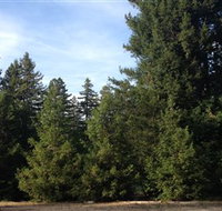 Pialligo Redwood Forest - Hobart Tourism