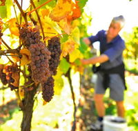 Native Point Wines - Tourism TAS