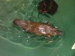 Platypus House - Hobart Tourism 0