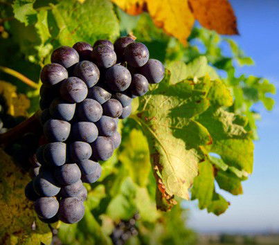 Cradoc TAS Hobart Tourism