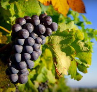 Panorama Vineyard - Hobart Tourism