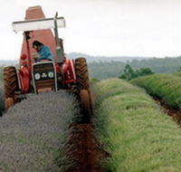 Bridestowe Lavender Farm - Tourism TAS