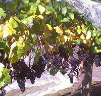 Palmara Vineyard - Tourism TAS