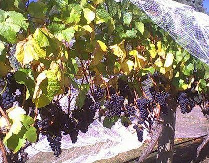 Palmara Vineyard - Hobart Tourism 0