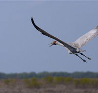 Gayngaru Wetlands Interpretive Walk - Tourism TAS